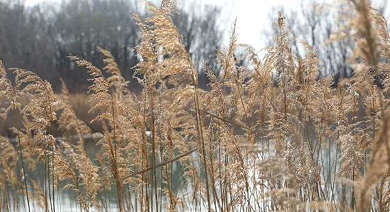 Gefährdete Naturräume (ENS)