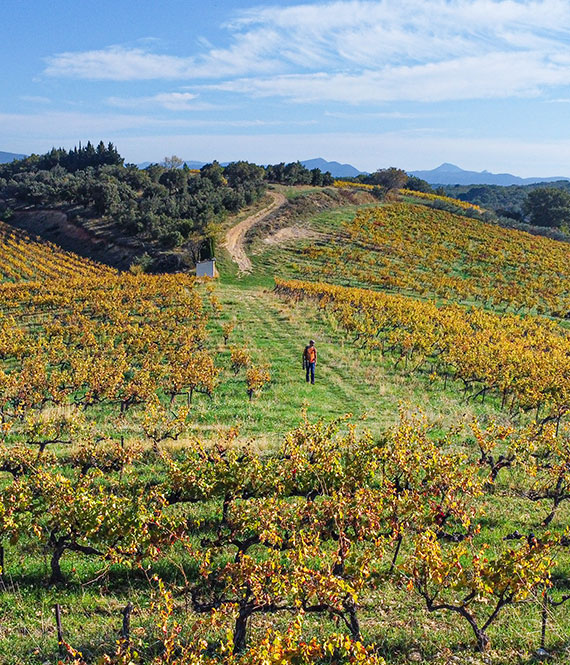 In den Weinbergen von Visan